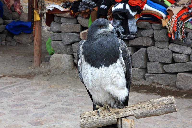 952-Canyon del Colca,Maca,15 luglio 2013.JPG